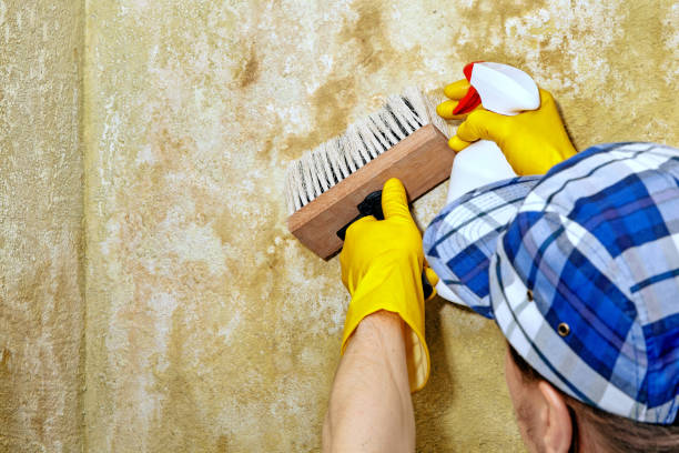 Best Airborne Mold Testing  in USA